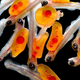 Image for article titled The year's strangest, most beautiful visions of the microverse